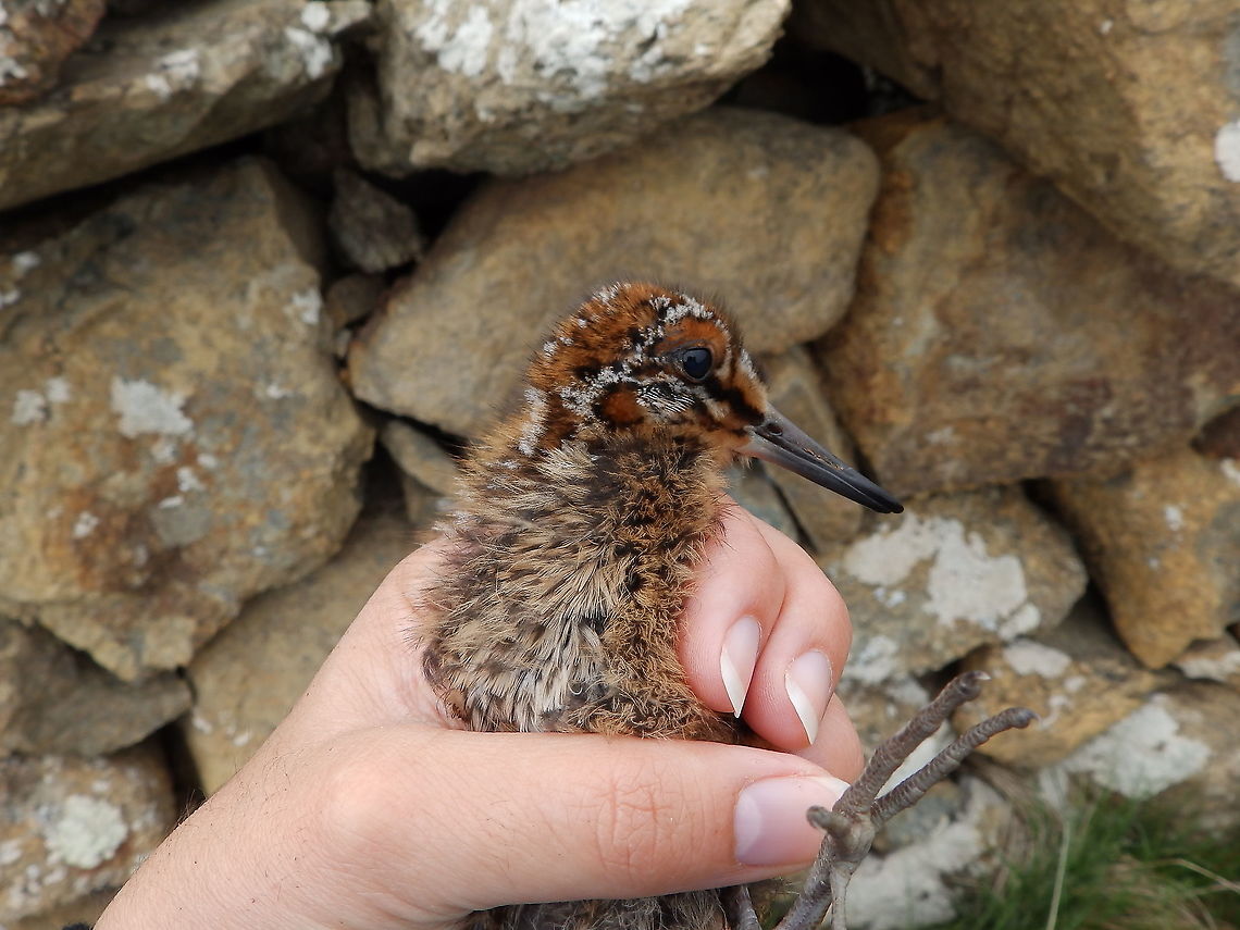 Common snipe - Gallinago gallinago 2013-06-12 Around Unst, Scotland<br />
Chick stranded in the road after a car passing by scared the mother and she jumped a stone fence. We made a couple of pics and put the baby on the other side of the fence where the mother was. Common snipe,Gallinago gallinago,Geotagged,Spring,United Kingdom