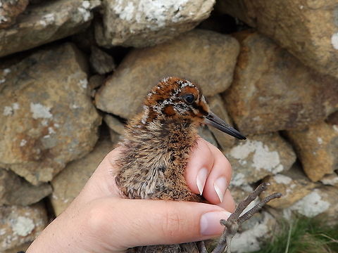 Common snipe - Gallinago gallinago 2013-06-12 Around Unst, Scotland
Chick stranded in the road after a car passing by scared the mother and she jumped a stone fence. We made a couple of pics and put the baby on the other side of the fence where the mother was. Common snipe,Gallinago gallinago,Geotagged,Spring,United Kingdom