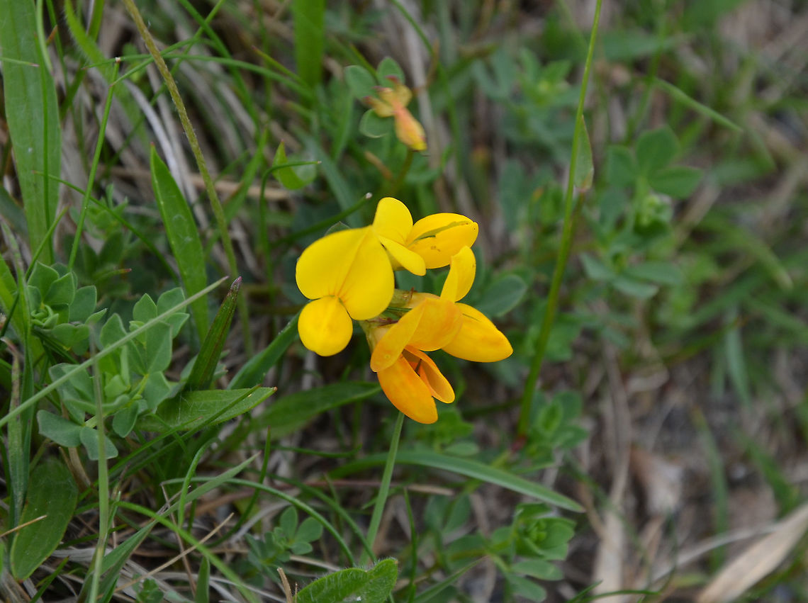 Bird's-foot trefoil - Lotus corniculatus Unst (Shetlands, Scotland).  Bird's-foot trefoil,Geotagged,Lotus corniculatus,Spring,United Kingdom