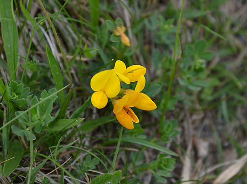 Bird's-foot trefoil - Lotus corniculatus Unst (Shetlands, Scotland).  Bird's-foot trefoil,Geotagged,Lotus corniculatus,Spring,United Kingdom