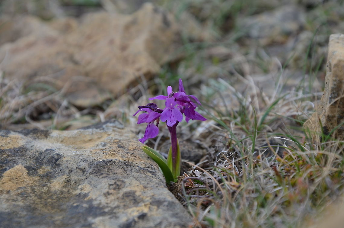 Early-purple orchid - Orchis mascula Keen of Hamar, Unst (Shetlands, Scotland).  Early-purple orchid,Geotagged,Orchis mascula,Spring,United Kingdom