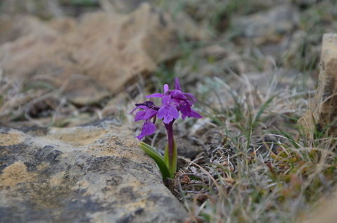 Early-purple orchid - Orchis mascula Keen of Hamar, Unst (Shetlands, Scotland).  Early-purple orchid,Geotagged,Orchis mascula,Spring,United Kingdom