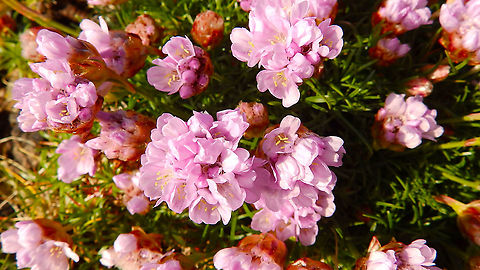 Sea pink - Armeria maritima Eshaness, Shetlands, Scotland. Armeria maritima,Geotagged,Sea pink,Spring,United Kingdom