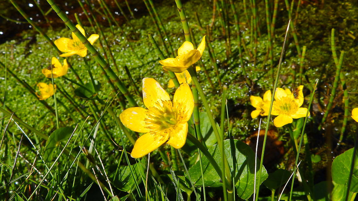 Marsh Marigold - Caltha palustris Hermaness (Shetlands, Scotland). Caltha palustris,Geotagged,Marsh Marigold,Spring,United Kingdom