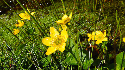 Marsh Marigold - Caltha palustris Hermaness (Shetlands, Scotland). Caltha palustris,Geotagged,Marsh Marigold,Spring,United Kingdom