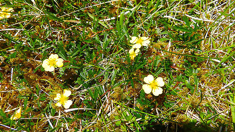 Tormentil - Potentilla erecta Hermaness (Shetlands, Scotland).  Geotagged,Potentilla erecta,Spring,Tormentil,United Kingdom