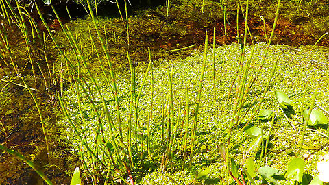 Scouring rush - Equisetum hyemale Hermaness (Shetlands, Scotland).  Equisetum hyemale,Geotagged,Scouring rush,Spring,United Kingdom
