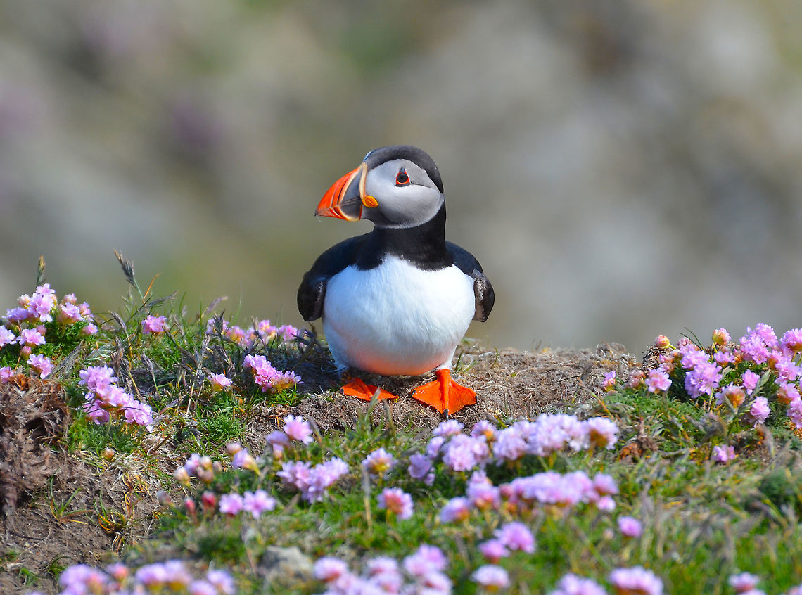 Atlantic Puffin - Fratercula arctica Sumburgh Head (Shetlands, Scotland). Atlantic Puffin,Fratercula arctica,Geotagged,Spring,United Kingdom