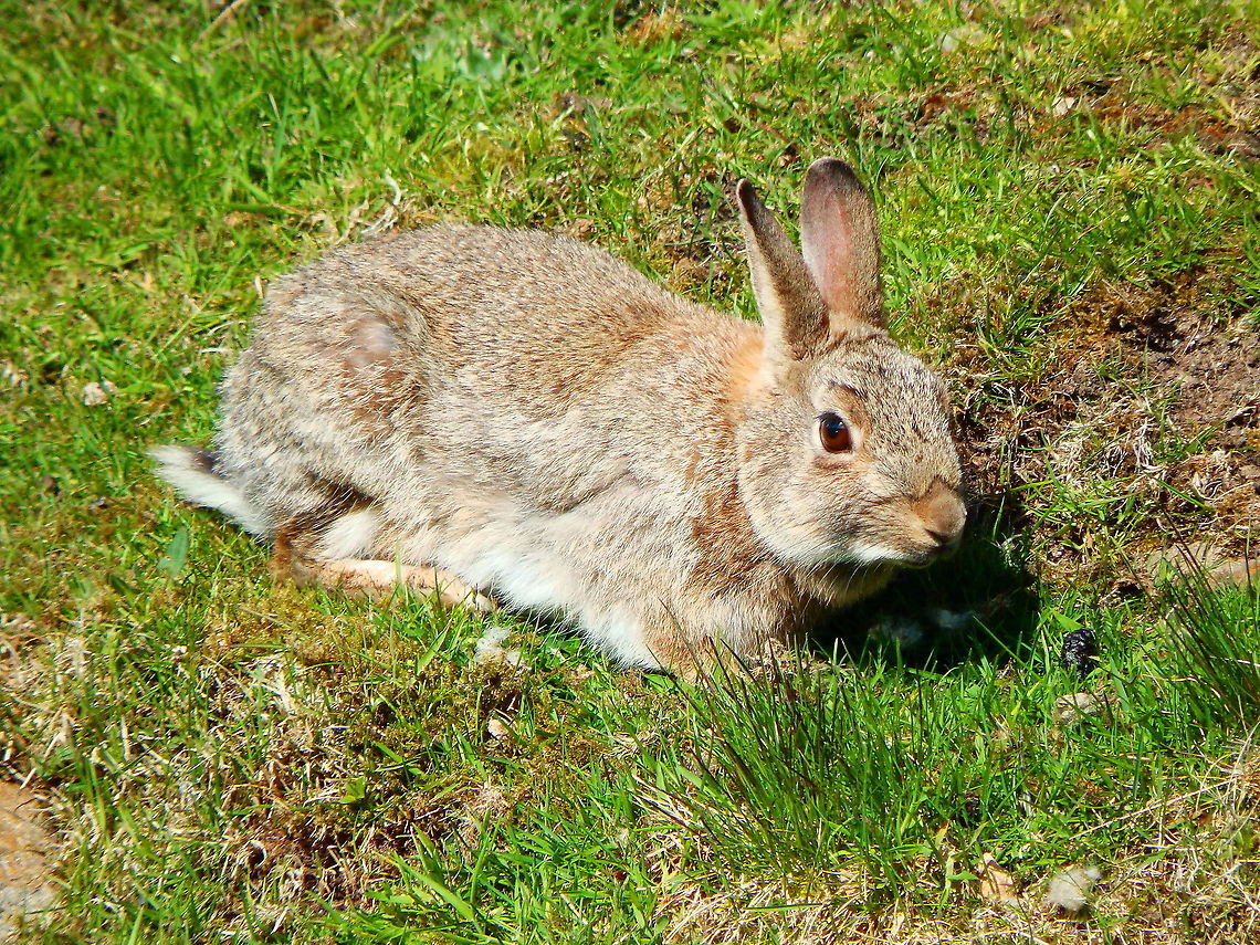 European Rabbit - Oryctolagus cuniculus Hermaness (Shetlands, Scotland). European Rabbit,Geotagged,Oryctolagus cuniculus,Spring,United Kingdom