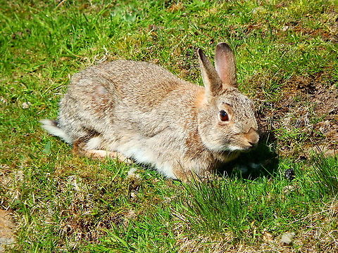 European Rabbit - Oryctolagus cuniculus Hermaness (Shetlands, Scotland). European Rabbit,Geotagged,Oryctolagus cuniculus,Spring,United Kingdom