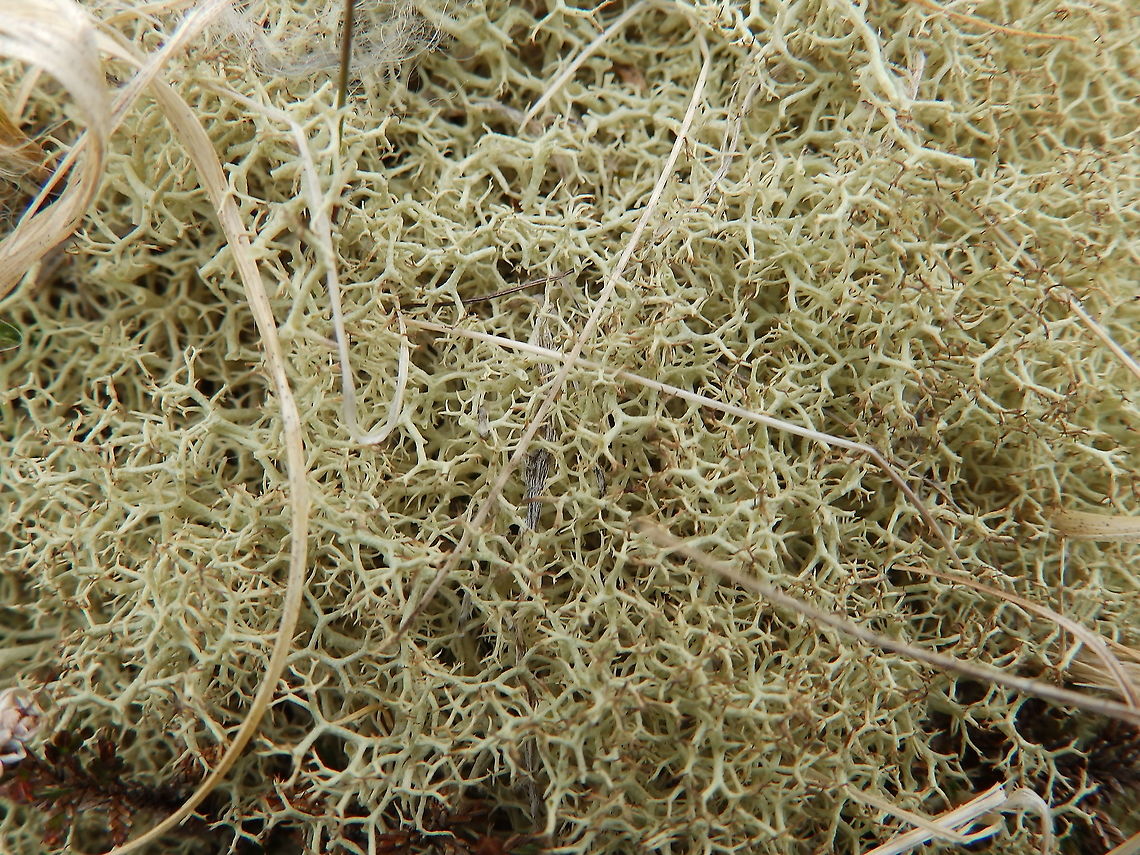 Shrubby cup lichen - Cladonia arbuscula Keen of Hamar, Unst (Shetlands, Scotland). Cladonia arbuscula,Geotagged,Spring,United Kingdom