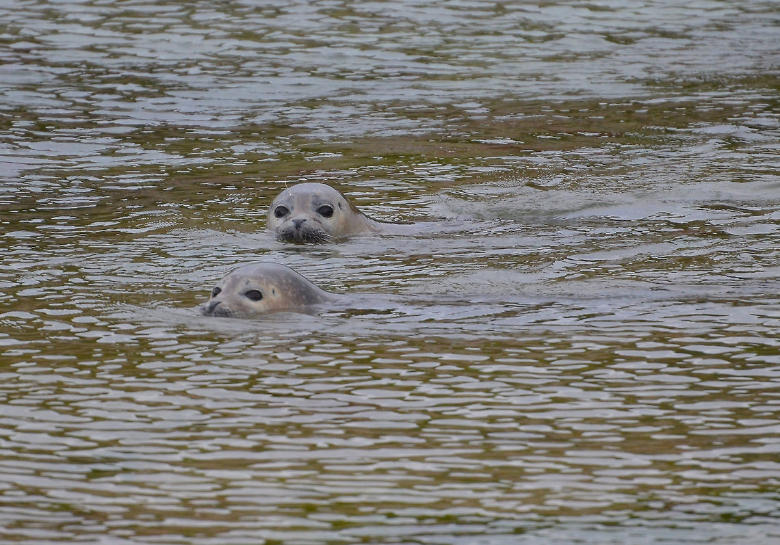 Harbor (common) seal - Phoca vitulina Spiggie Beach (Shetlands, Scotland). Geotagged,Harbor (common) seal,Phoca vitulina,Spring,United Kingdom