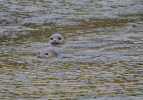 Harbor (common) seal - Phoca vitulina Spiggie Beach (Shetlands, Scotland). Geotagged,Harbor (common) seal,Phoca vitulina,Spring,United Kingdom
