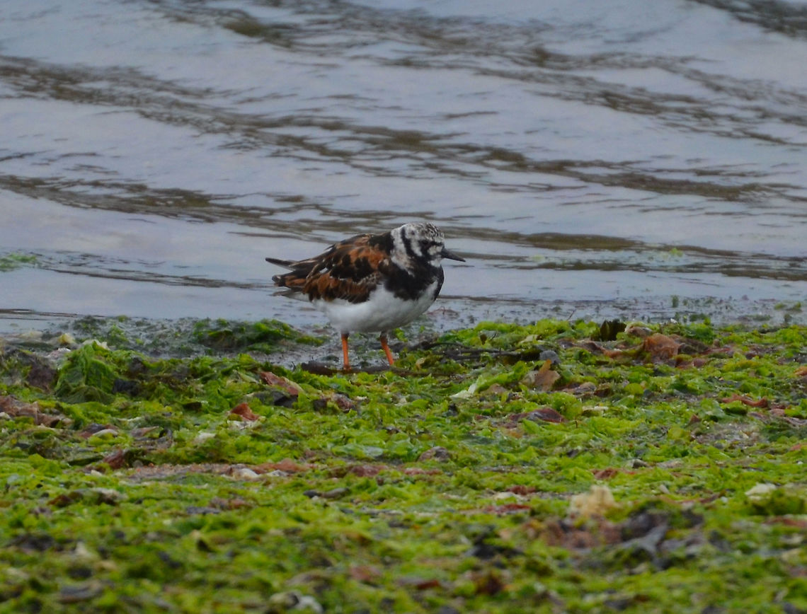 Ruddy Turnstone - Arenaria interpres Spiggie Beach (Shetlands, Scotland).  Arenaria interpres,Geotagged,Ruddy Turnstone,Spring,United Kingdom