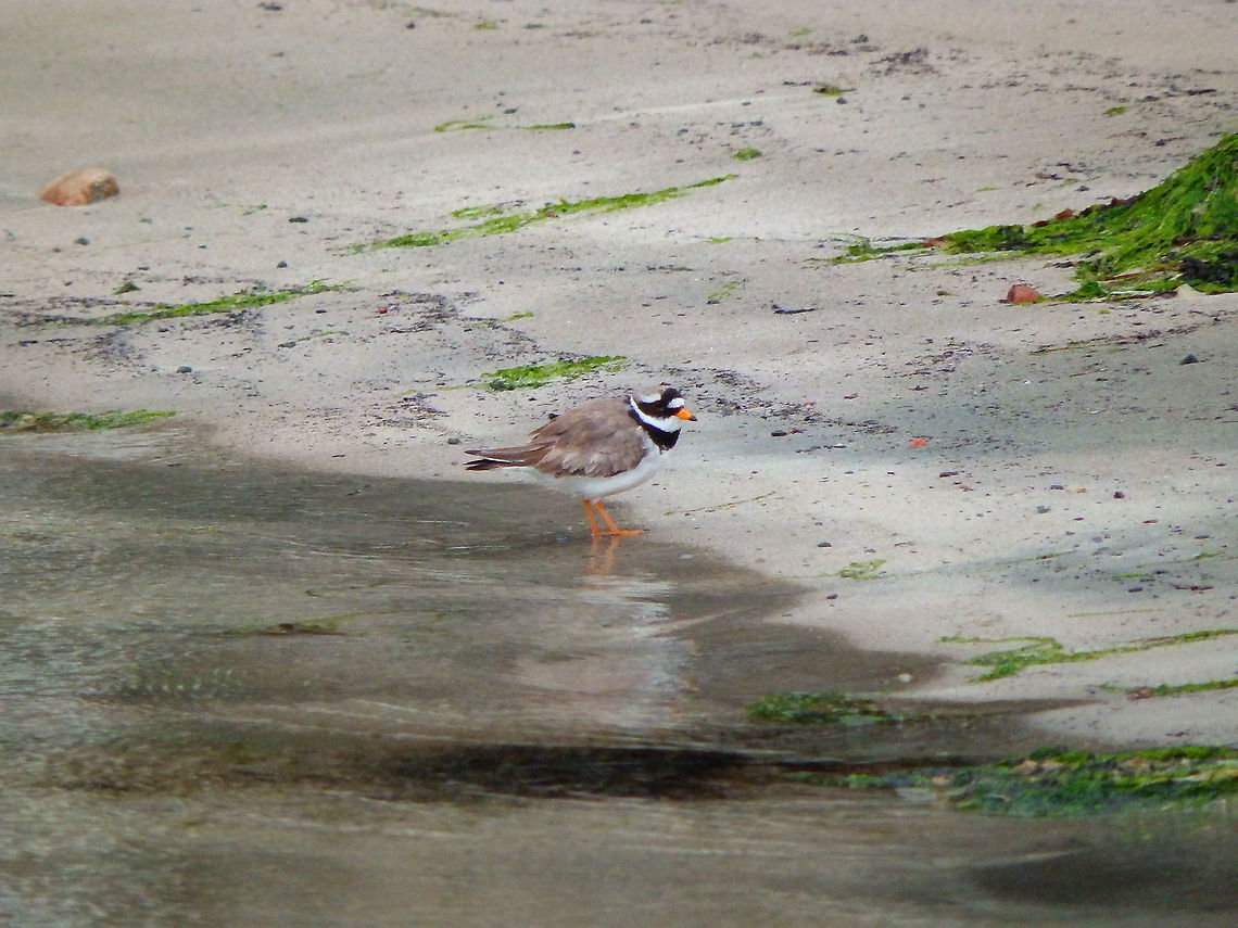 Common Ringed Plover - Charadrius hiaticula Spiggie Beach (Shetlands, Scotland).  Charadrius hiaticula,Common Ringed Plover,Geotagged,Spring,United Kingdom