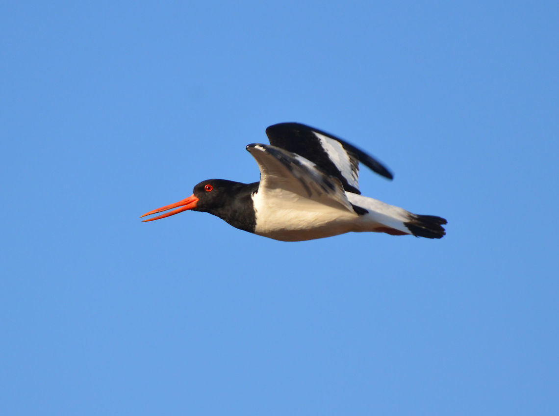 Eurasian oyster catcher - Haematopus ostralegus Eshaness (Shetlands, Scotland). Eurasian oyster catcher,Geotagged,Haematopus ostralegus,Spring,United Kingdom