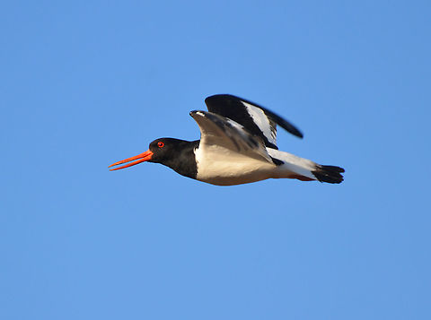 Eurasian oyster catcher - Haematopus ostralegus Eshaness (Shetlands, Scotland). Eurasian oyster catcher,Geotagged,Haematopus ostralegus,Spring,United Kingdom
