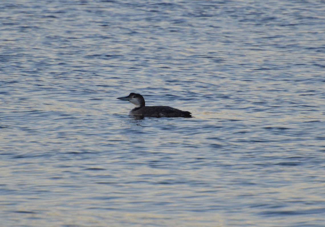 Red-throated loon - Gavia stellata Juvenile or non breeding plumage.<br />
Norwick Beach (Shetlands, Scotland). Gavia stellata,Geotagged,Red-throated loon,Spring,United Kingdom