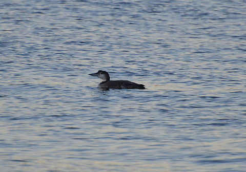 Red-throated loon - Gavia stellata Juvenile or non breeding plumage.
Norwick Beach (Shetlands, Scotland). Gavia stellata,Geotagged,Red-throated loon,Spring,United Kingdom