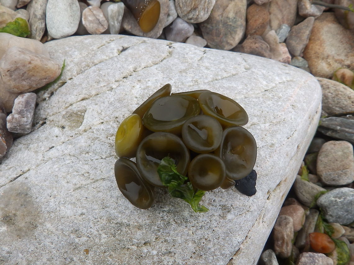 Thongweed - Himanthalia elongata I thought I had already shared this one but I cannot find it so here it goes from Fetlar (Shetlands, Scotland). Geotagged,Himanthalia elongata,Spring,Thongweed,United Kingdom