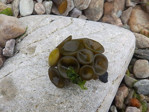 Thongweed - Himanthalia elongata I thought I had already shared this one but I cannot find it so here it goes from Fetlar (Shetlands, Scotland). Geotagged,Himanthalia elongata,Spring,Thongweed,United Kingdom
