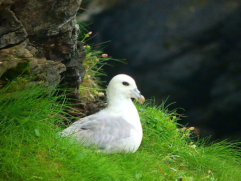 Northern fulmar - Fulmarus glacialis Fetlar (Shetlands, Scotland).  Fulmarus glacialis,Geotagged,Northern fulmar,Spring,United Kingdom
