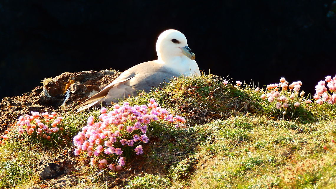 Northern fulmar - Fulmarus glacialis I have deleted a similar one and add here a bigger version of a similar picture.<br />
This was the legend;<br />
The Northern Fulmar has a wingspan of 102&ndash;112 cm (40&ndash;44 in) and is 46 cm (18 in) in length. Body mass can range from 450 to 1,000 g.They are grey and white with a pale yellow, thick, bill and bluish legs. they have nasal passages that attach to the upper bill called naricorns. The bills are also unique in that they are split into between 7 and 9 horny plates. They produce a stomach oil made up of wax esters and triglycerides that is stored in the proventriculus. This is used against predators as well as an energy rich food source for chicks and for the adults during their long flights. They also have a salt gland that is situated above the nasal passage and helps desalinate their bodies, due to the high amount of ocean water that they imbibe. It excretes a high saline solution from their nose.<br />
Habitat: Is a highly abundant sea bird found primarily in subarctic regions of the north Atlantic and north Pacific oceans. Very commonly sighted in almost any cliff wall of the Shetland Islands (June, 2013).<br />
<a href="https://en.wikipedia.org/wiki/Northern_fulmar" rel="nofollow">https://en.wikipedia.org/wiki/Northern_fulmar</a> Fulmarus glacialis,Geotagged,Northern fulmar,Spring,United Kingdom