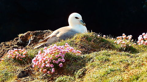 Northern fulmar - Fulmarus glacialis I have deleted a similar one and add here a bigger version of a similar picture.
This was the legend;
The Northern Fulmar has a wingspan of 102–112 cm (40–44 in) and is 46 cm (18 in) in length. Body mass can range from 450 to 1,000 g.They are grey and white with a pale yellow, thick, bill and bluish legs. they have nasal passages that attach to the upper bill called naricorns. The bills are also unique in that they are split into between 7 and 9 horny plates. They produce a stomach oil made up of wax esters and triglycerides that is stored in the proventriculus. This is used against predators as well as an energy rich food source for chicks and for the adults during their long flights. They also have a salt gland that is situated above the nasal passage and helps desalinate their bodies, due to the high amount of ocean water that they imbibe. It excretes a high saline solution from their nose.
Habitat: Is a highly abundant sea bird found primarily in subarctic regions of the north Atlantic and north Pacific oceans. Very commonly sighted in almost any cliff wall of the Shetland Islands (June, 2013).
https://en.wikipedia.org/wiki/Northern_fulmar Fulmarus glacialis,Geotagged,Northern fulmar,Spring,United Kingdom