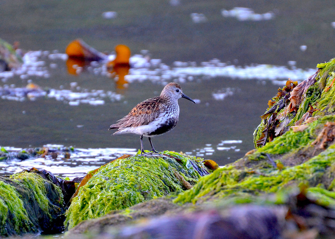 Dunlin - Calidris alpina Norwick Beach (Shetlands, Scotland).  Calidris alpina,Dunlin,Geotagged,Spring,United Kingdom