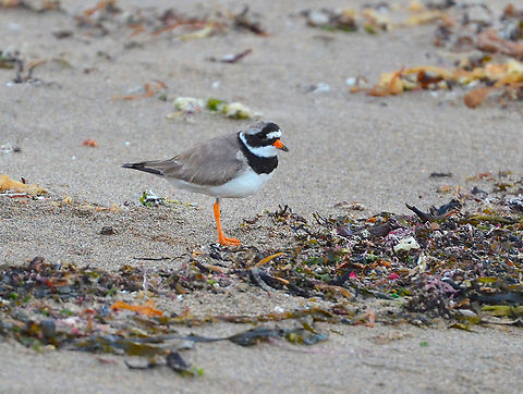 Common Ringed Plover - Charadrius hiaticula Norwick Beach (Shetlands, Scotland).  Charadrius hiaticula,Common Ringed Plover,Geotagged,Spring,United Kingdom