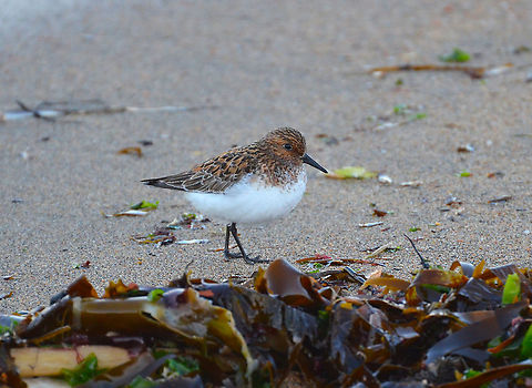 Sanderling - Calidris alba Norwick Beach (Shetlands, Scotland). Calidris alba,Geotagged,Sanderling,Spring,United Kingdom