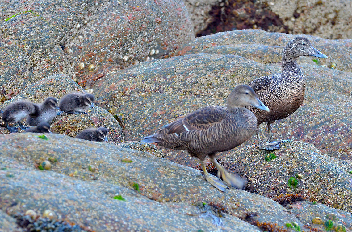 Common Eider - Somateria mollissima Moms and babies.<br />
Norwick Beach (Shetlands, Scotland). Common Eider,Geotagged,Somateria mollissima,Spring,United Kingdom