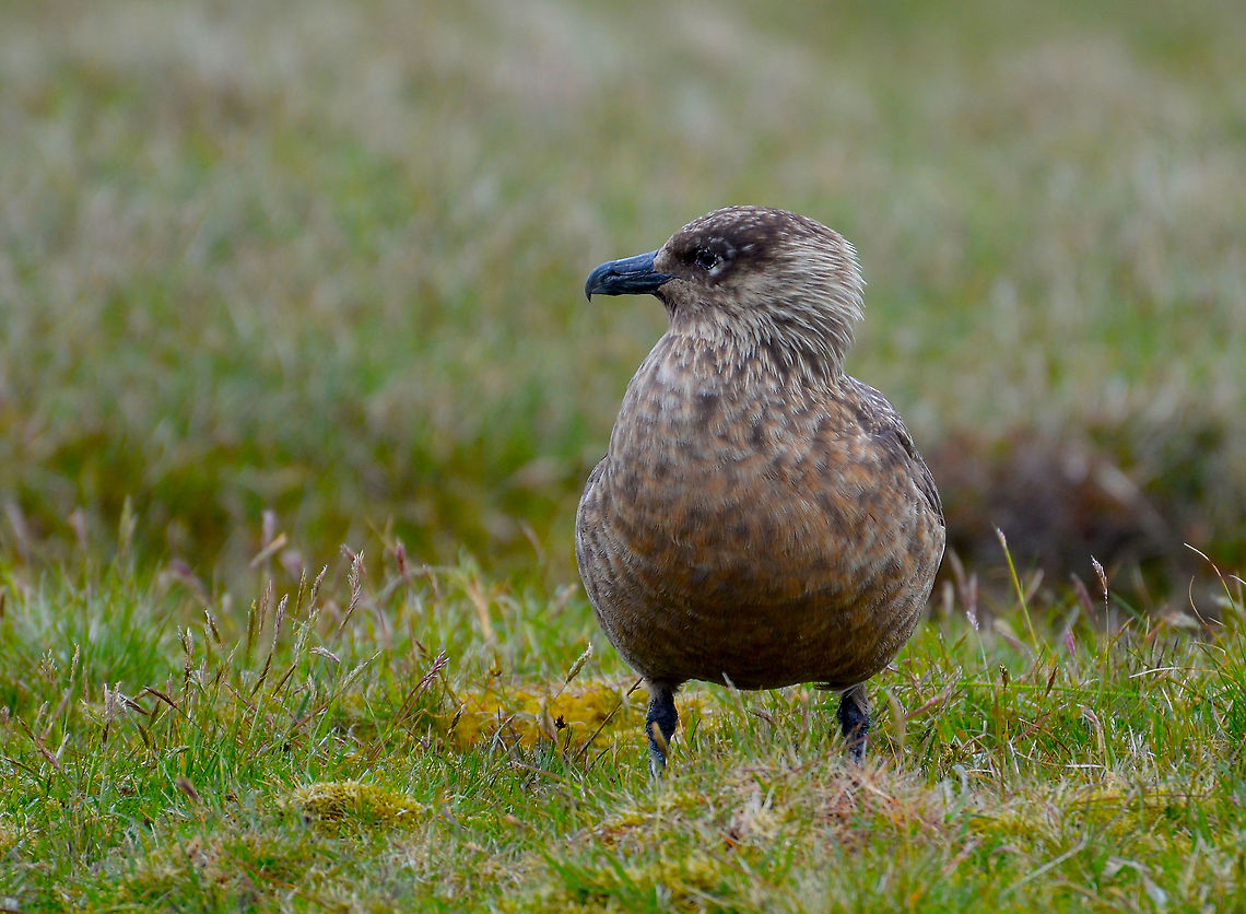 Great skua - Stercorarius skua Hermaness (Shetlands, Scotland).  Geotagged,Great skua,Spring,Stercorarius skua,United Kingdom