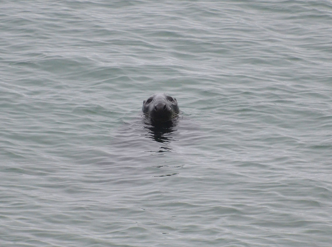 Grey seal- Halichoerus grypus Adult male.<br />
Fetlar (Shetlands, Scotland).  Geotagged,Grey seal,Halichoerus grypus,Spring,United Kingdom
