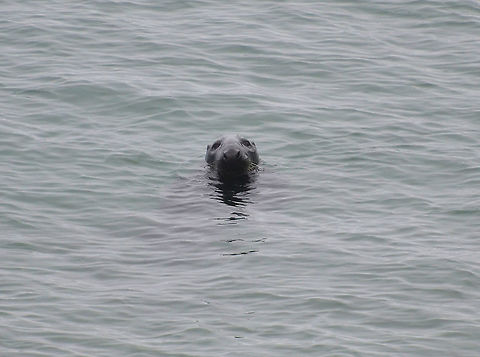 Grey seal- Halichoerus grypus Adult male.
Fetlar (Shetlands, Scotland).  Geotagged,Grey seal,Halichoerus grypus,Spring,United Kingdom
