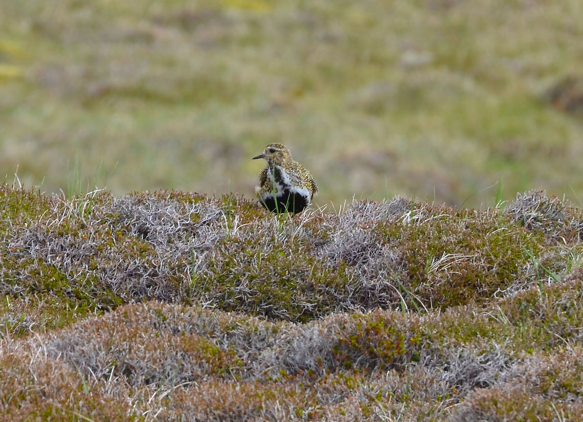 European golden plover - Pluvialis apricaria Similar to the one I posted years ago but bigger, better quality picture.<br />
Hermaness (Shetlands, Scotland).  European golden plover,Geotagged,Pluvialis apricaria,Spring,United Kingdom
