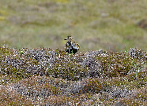 European golden plover - Pluvialis apricaria Similar to the one I posted years ago but bigger, better quality picture.
Hermaness (Shetlands, Scotland).  European golden plover,Geotagged,Pluvialis apricaria,Spring,United Kingdom