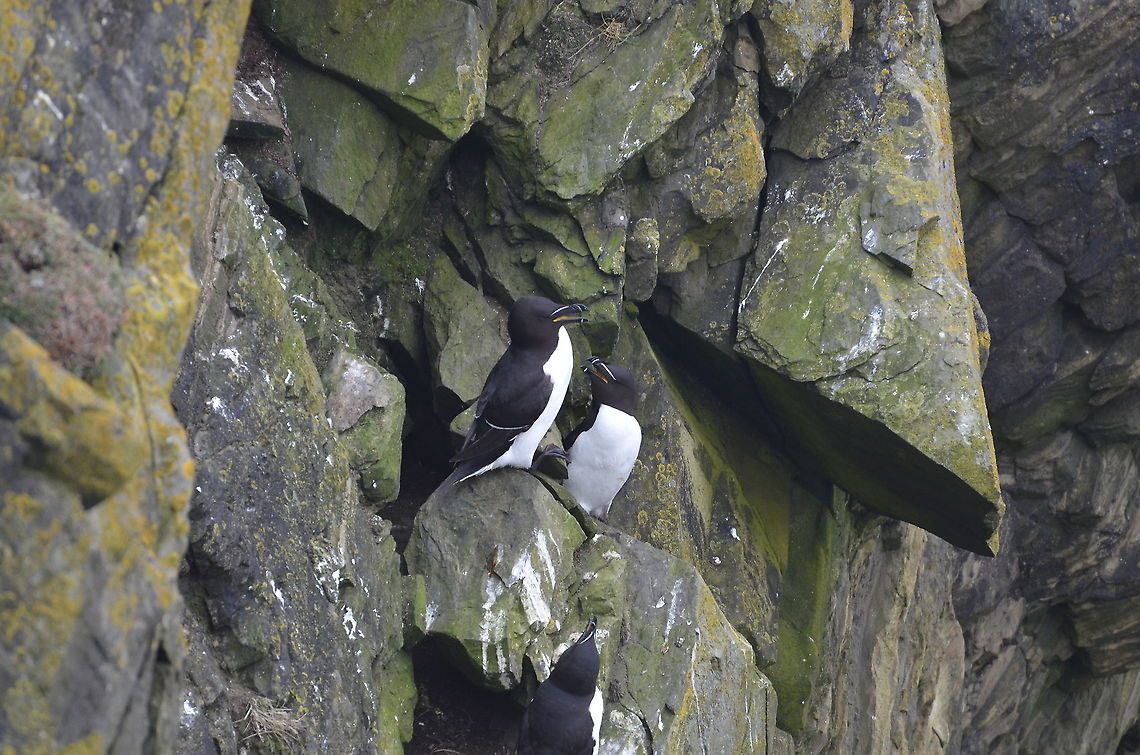 Razorbill - Alca torda Sumburgh Head (Shetlands, Scotland).  Alca torda,Geotagged,Razorbill,Spring,United Kingdom