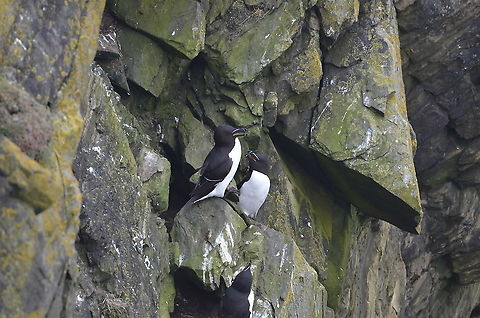 Razorbill - Alca torda Sumburgh Head (Shetlands, Scotland).  Alca torda,Geotagged,Razorbill,Spring,United Kingdom