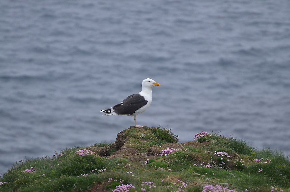 Lesser Black-backed Gull  - Larus fuscus Sumburgh Head (Shetlands, Scotland).  Geotagged,Larus fuscus,Lesser Black-backed Gull,Spring,United Kingdom