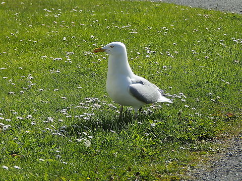 Common gull - Larus argentatus Sumburgh Head (Shetlands, Scotland).  Common gull,European herring gull,Geotagged,Larus argentatus,Larus canus,Spring,United Kingdom