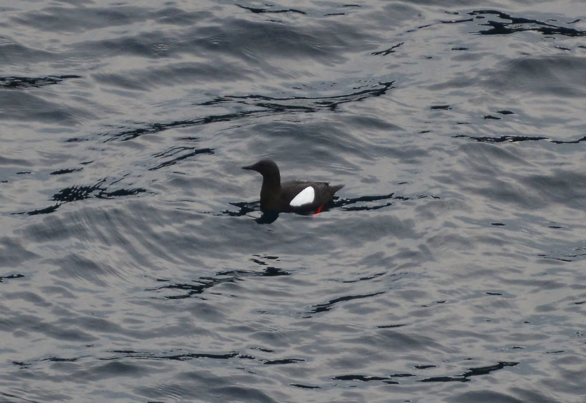 Black guillemot - Cepphus grylle St Ninian&#039;s Island (Shetlands. Scotland).  Black guillemot,Cepphus grylle,Geotagged,Spring,United Kingdom