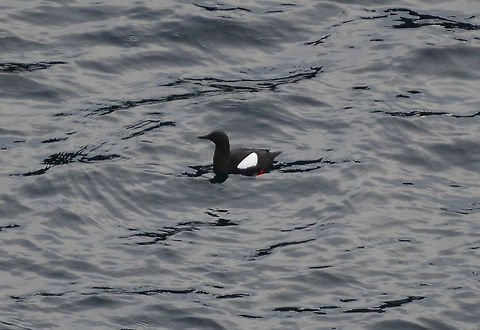 Black guillemot - Cepphus grylle St Ninian's Island (Shetlands. Scotland).  Black guillemot,Cepphus grylle,Geotagged,Spring,United Kingdom