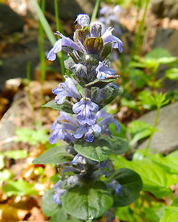Common bugle - Ajuga reptans Loch Lomond, Scotland. Ajuga reptans,Common bugle,Geotagged,Spring,United Kingdom