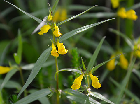 Common cow-wheat, - Melampyrum pratense Loch Lomond, Scotland. Geotagged,Melampyrum pratense,Spring,United Kingdom