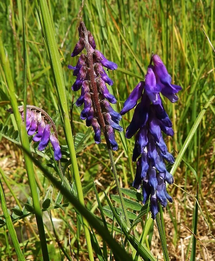 Cow vetch - Vicia cracca Loch Lomond, Scotland.    Cow vetch,Geotagged,Spring,United Kingdom,Vicia cracca