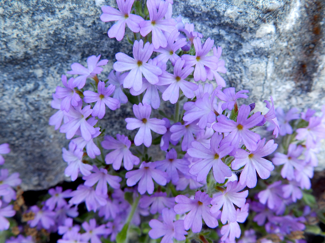 Fairy Foxglove - Erinus alpinus Garden area in Oban, Scotland. Erinus alpinus,Fairy Foxglove,Geotagged,Spring,United Kingdom