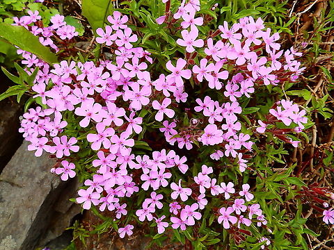 Rock Soapwort - Saponaria ocymoides Ancient garden in Iona Nunnery, Iona Island, Scotland. Geotagged,Rock Soapwort,Saponaria ocymoides,Spring,United Kingdom
