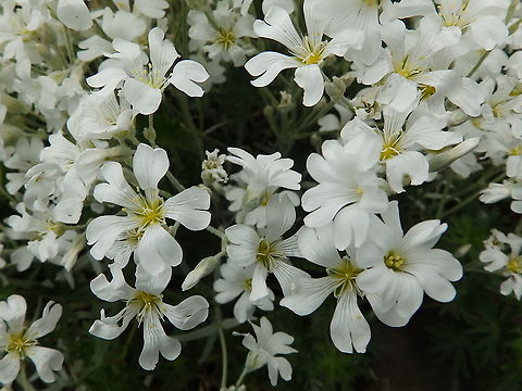 Snow-in-Summer - Cerastium tomentosum Ancient garden in Iona Nunnery, Iona Island, Scotland.  Cerastium tomentosum,Geotagged,Snow-in-Summer,Spring,United Kingdom