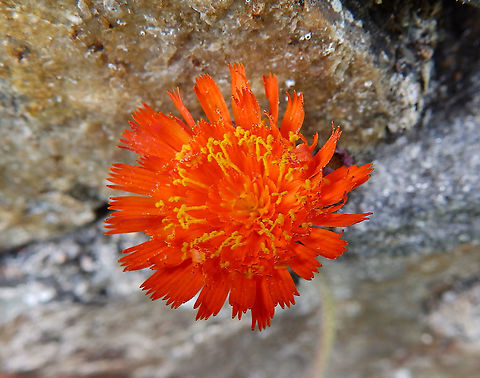 Orange hawkweed - Pilosella aurantiaca Ancient garden in Iona Nunnery, Iona Island, Scotland.  Geotagged,Orange hawkweed,Pilosella aurantiaca,Spring,United Kingdom